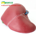 VISCERA07(12544) Medical Science Human Liver Model for Teaching